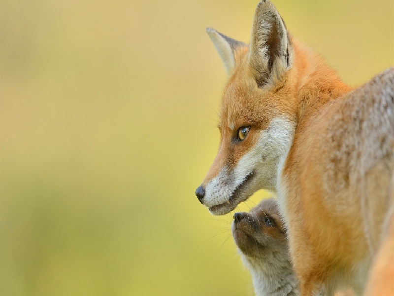 <strong>银川减胎手术费用大概多少（试管妈妈的心情）</strong>